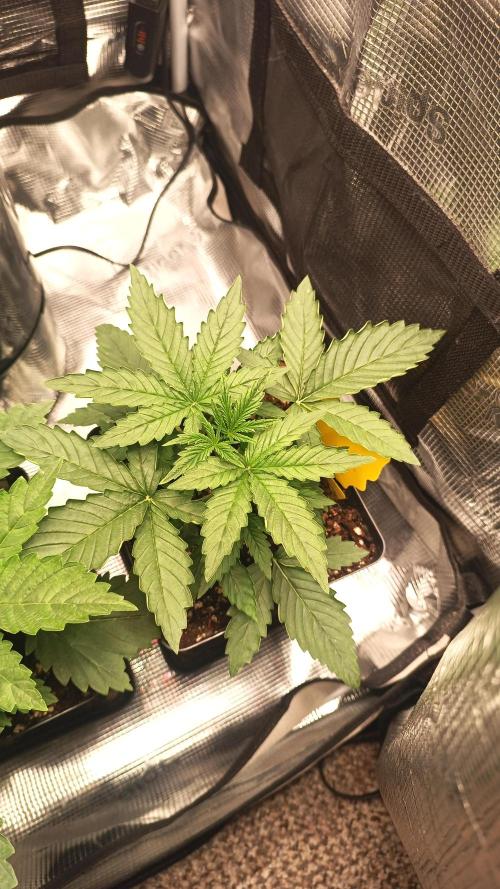 BJP OG KUSH. Week 2