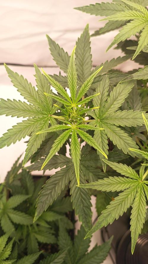 BJP OG KUSH. Week 3