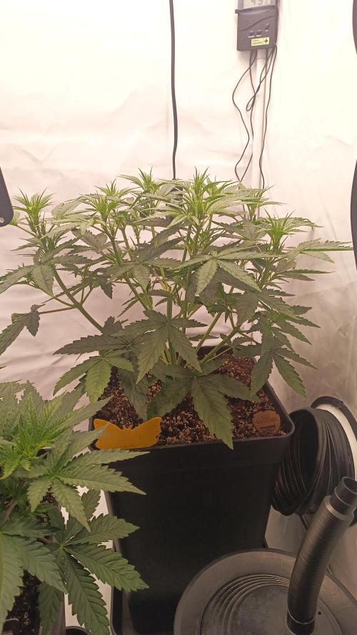 BJP OG KUSH. Week 3