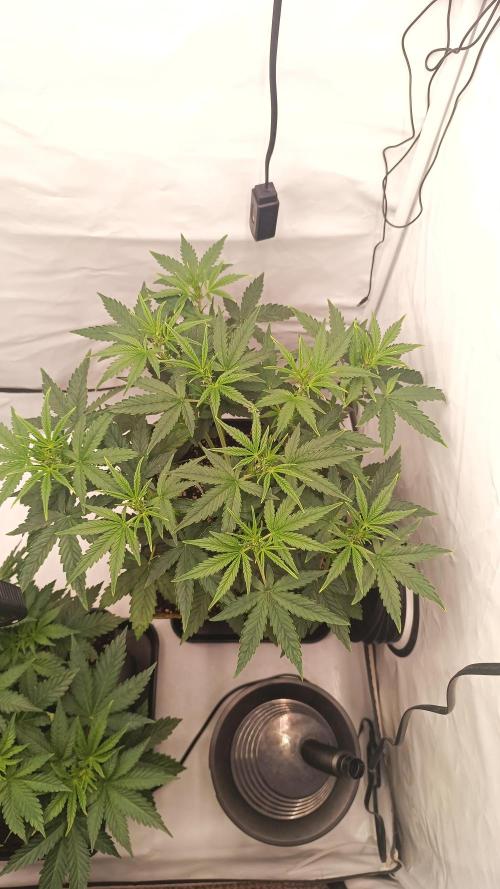 BJP OG KUSH. Week 3