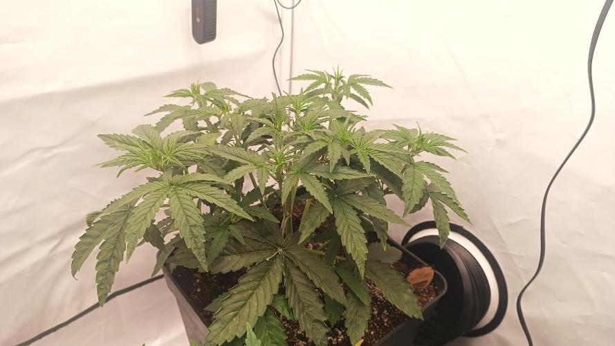 BJP OG KUSH. Week 3