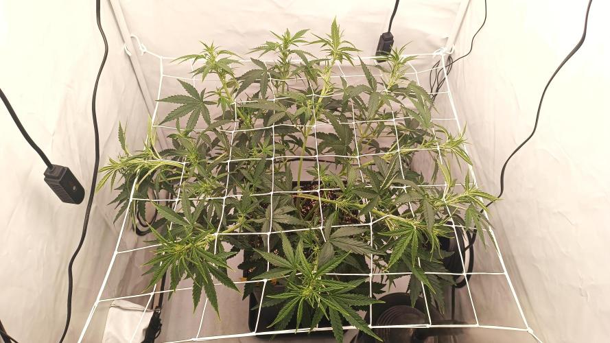 BJP OG KUSH. Week 4