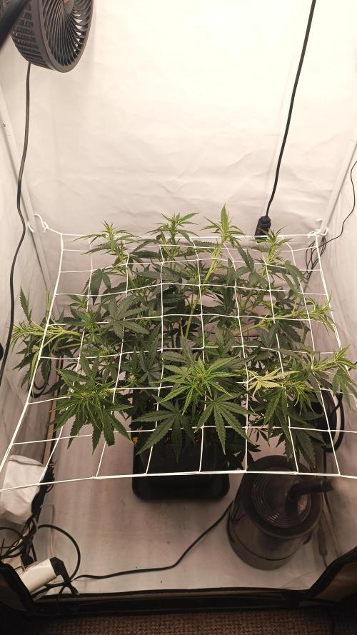 BJP OG KUSH. Week 4