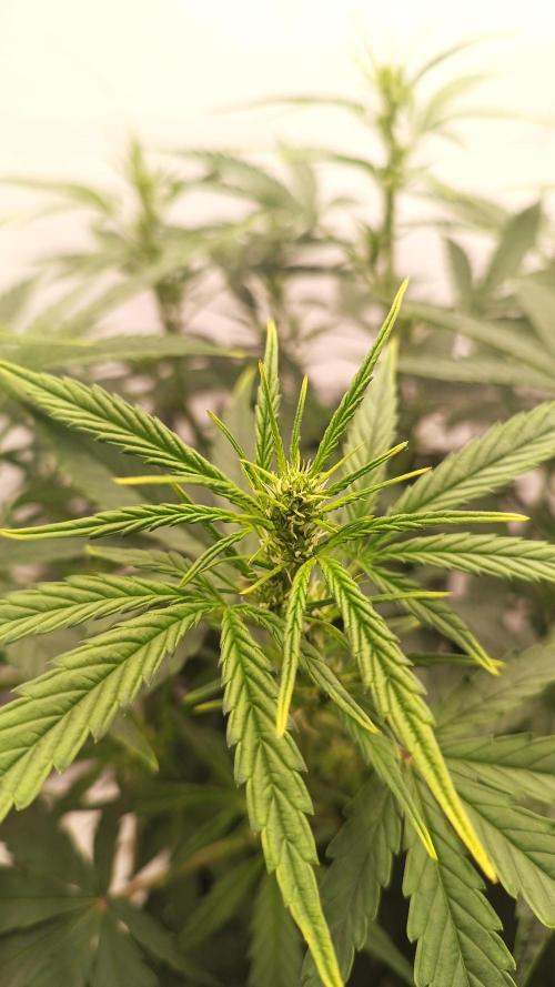 BJP OG KUSH. Week 4