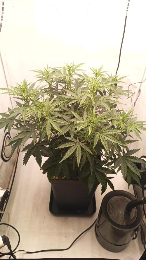 BJP OG KUSH. Week 4
