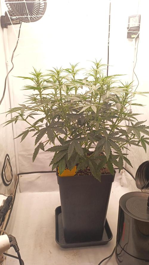 BJP OG KUSH. Week 4