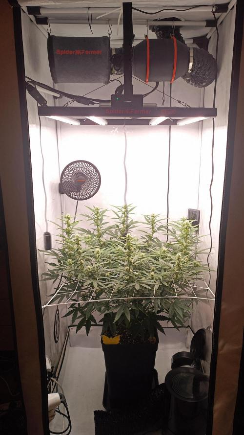 BJP OG KUSH. Week 5