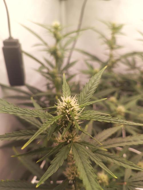 BJP OG KUSH. Week 5