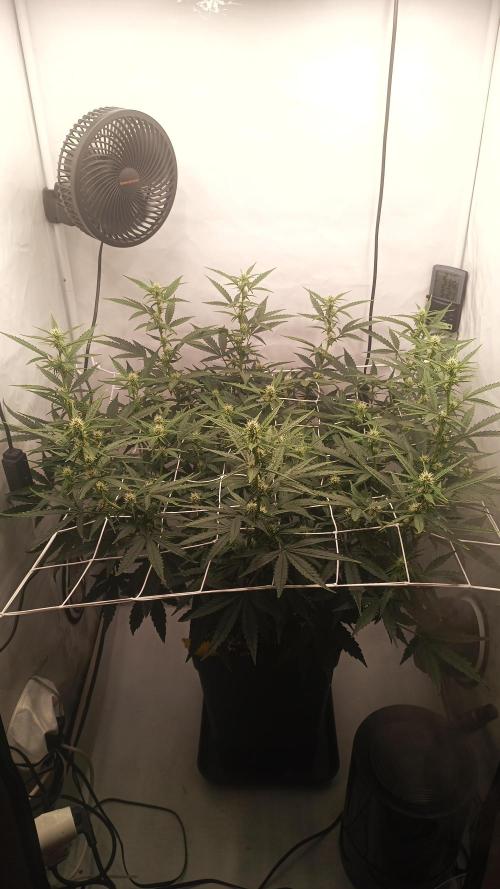 BJP OG KUSH. Week 5