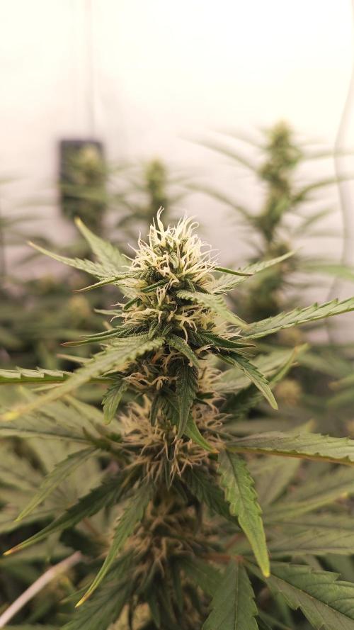 BJP OG KUSH. Week 6