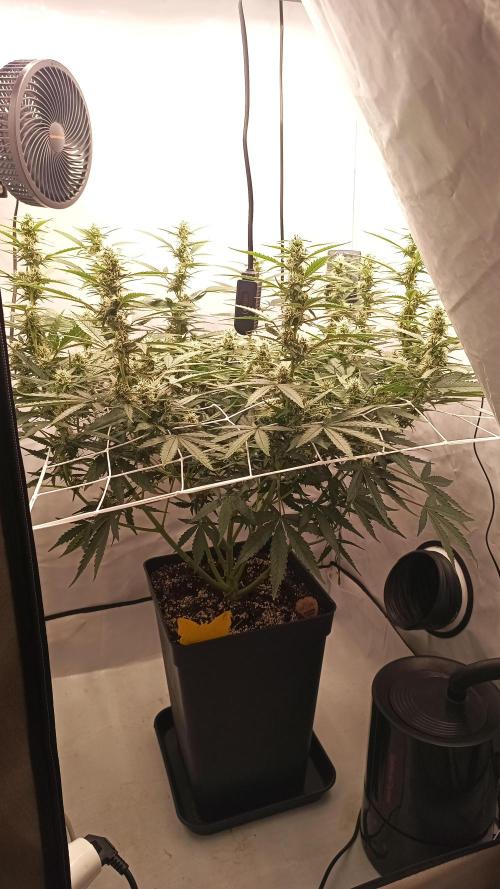 BJP OG KUSH. Week 6