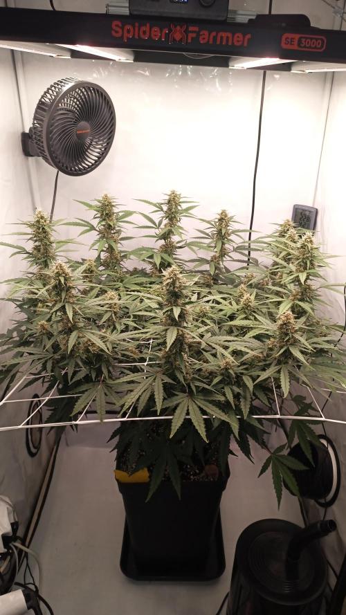 BJP OG KUSH. Week 7
