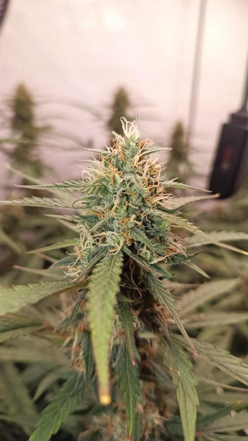 BJP OG KUSH. Week 7