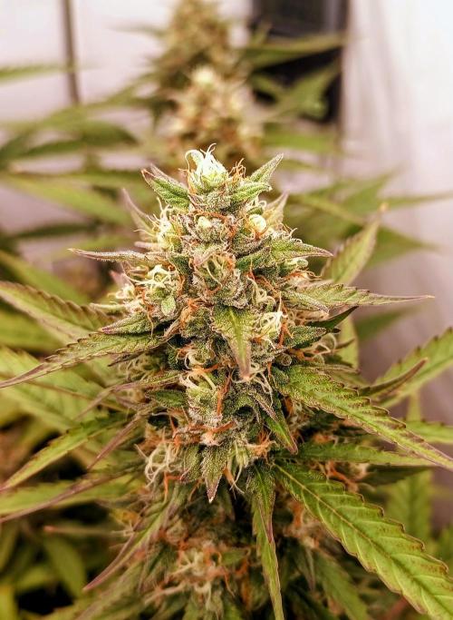 BJP OG KUSH. Week 8