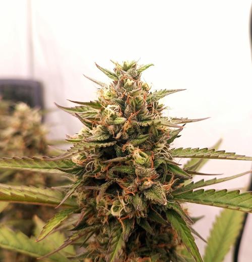 BJP OG KUSH. Week 8