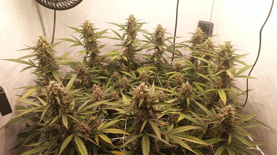BJP OG KUSH. Week 8
