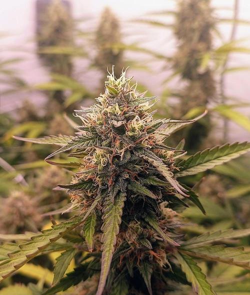BJP OG KUSH. Week 8