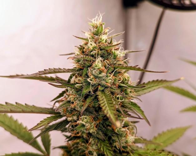 BJP OG KUSH. Week 8