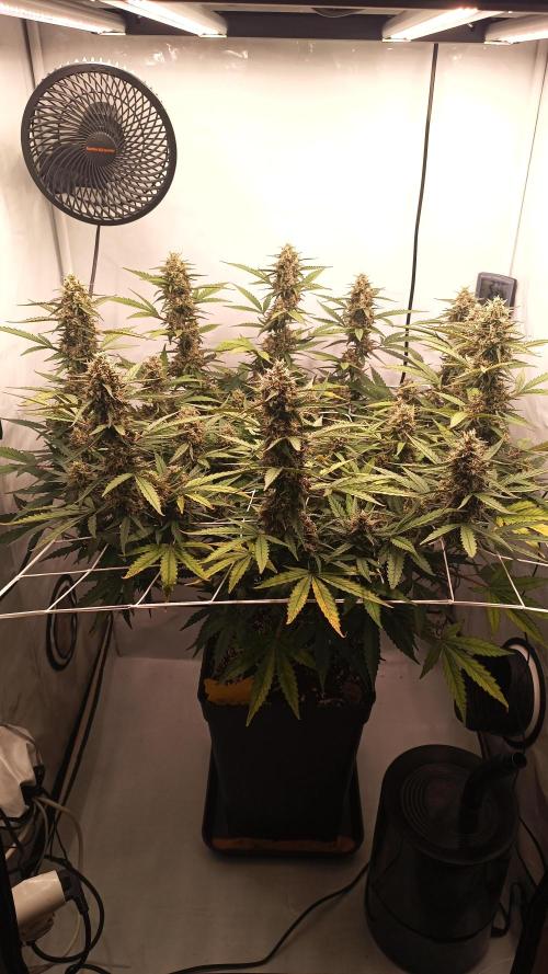 BJP OG KUSH. Week 8