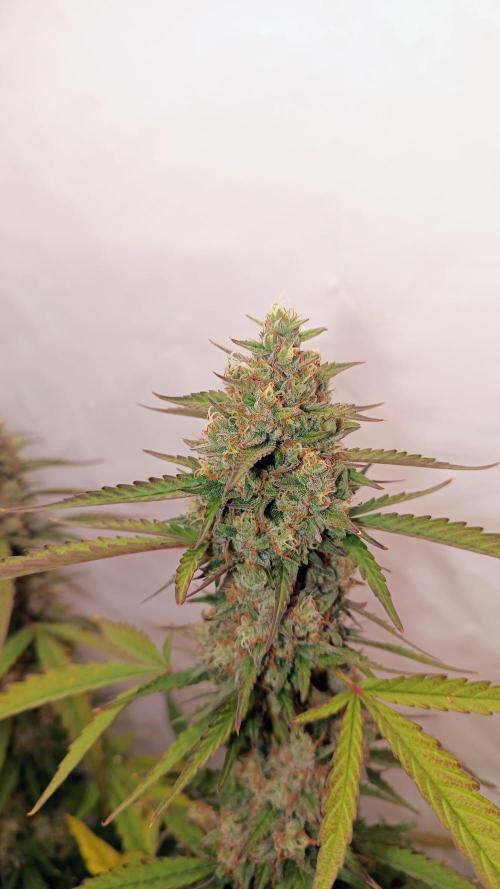BJP OG KUSH. Week 9