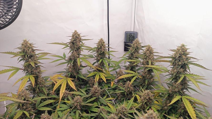 BJP OG KUSH. Week 9