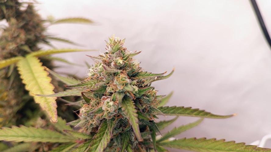 BJP OG KUSH. Week 9