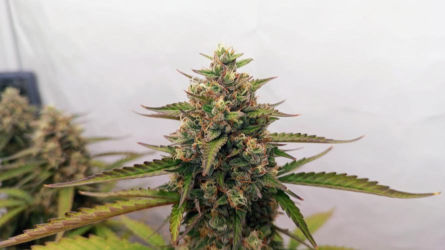 BJP OG KUSH. Week 9