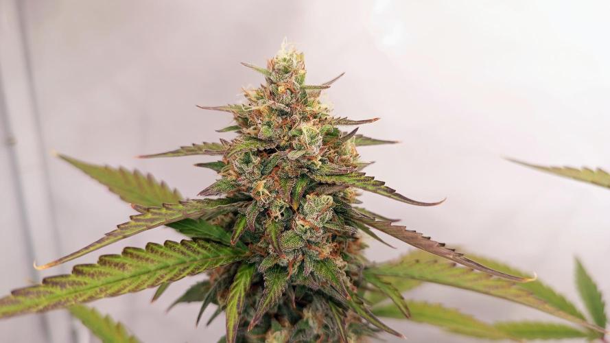 BJP OG KUSH. Week 9