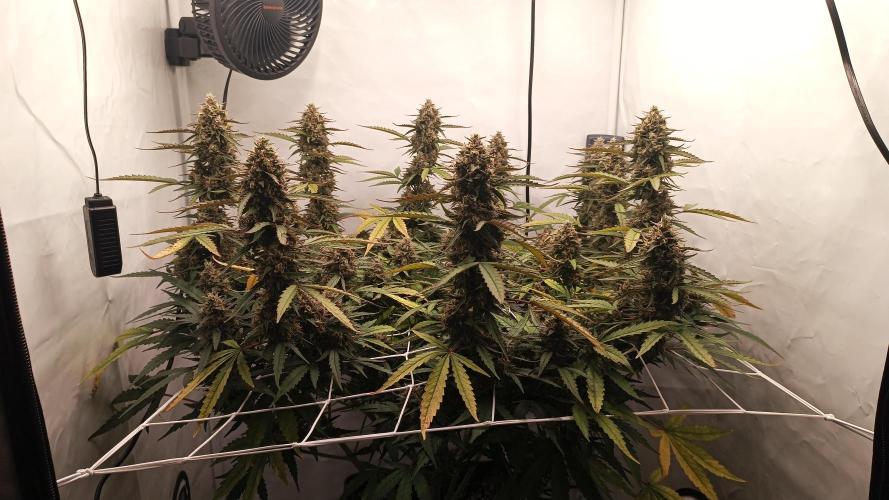 BJP OG KUSH. Week 9