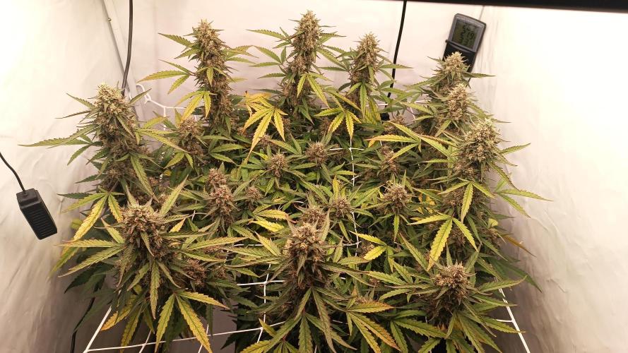 BJP OG KUSH. Week 9