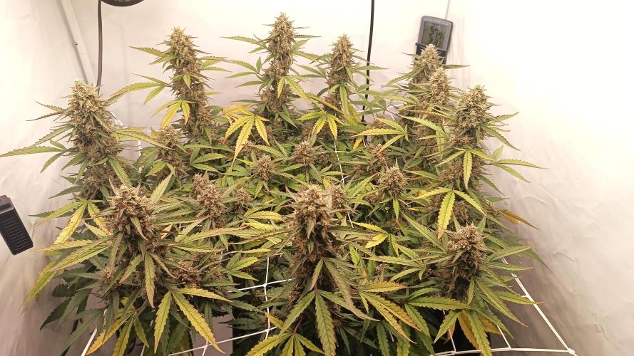 BJP OG KUSH. Week 9