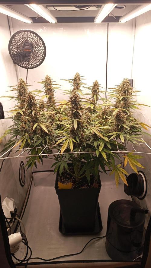 BJP OG KUSH. Week 9