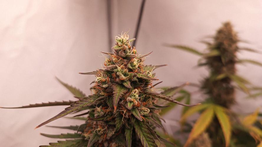 BJP OG KUSH. Week 9