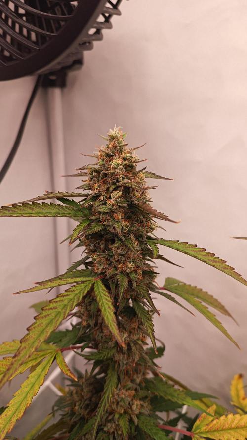 BJP OG KUSH. Week 9
