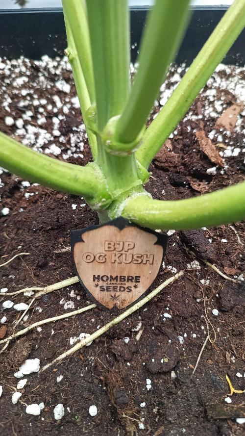 BJP OG KUSH. Week 10 - R.I.P. 16.4.2026 😢