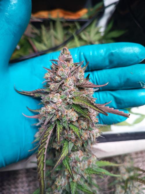 BJP OG KUSH. Week 10