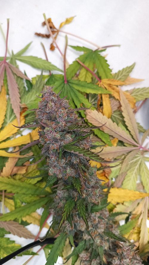 BJP OG KUSH. Week 10