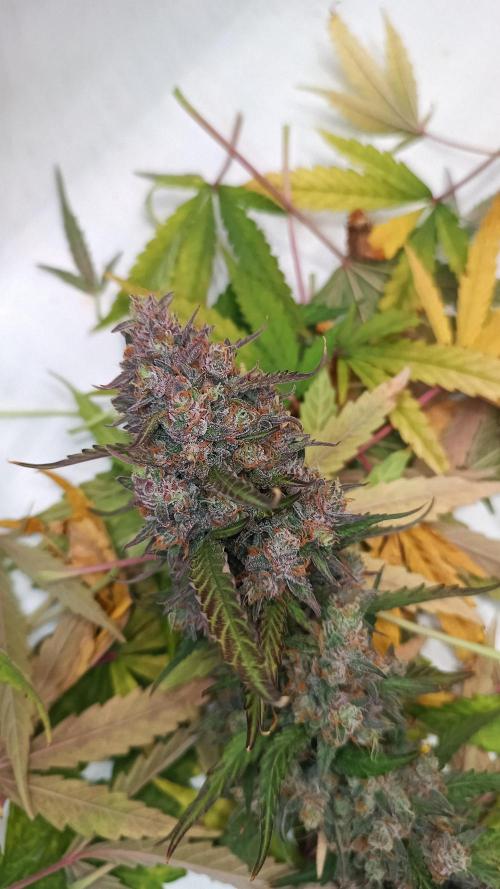 BJP OG KUSH. Week 10