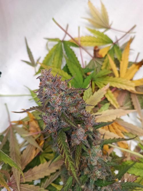 BJP OG KUSH. Week 10