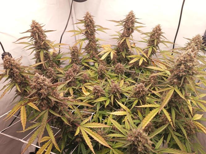 BJP OG KUSH. Week 10