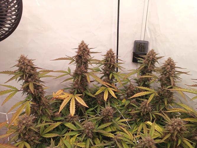 BJP OG KUSH. Week 10