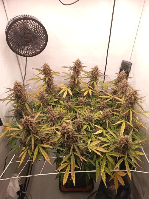 BJP OG KUSH. Week 10