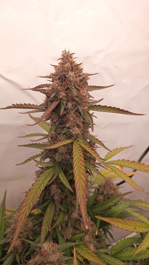 BJP OG KUSH. Week 10