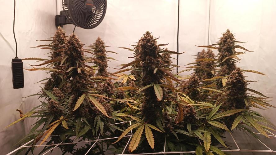 BJP OG KUSH. Week 10