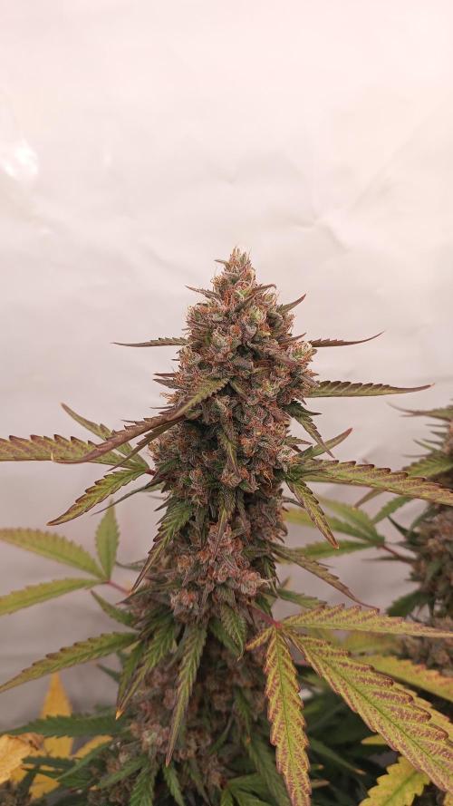 BJP OG KUSH. Week 10