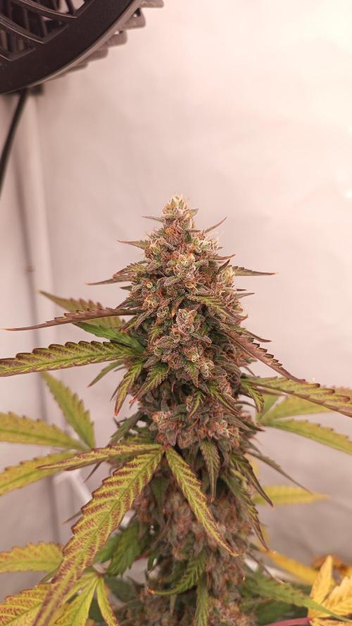 BJP OG KUSH. Week 10