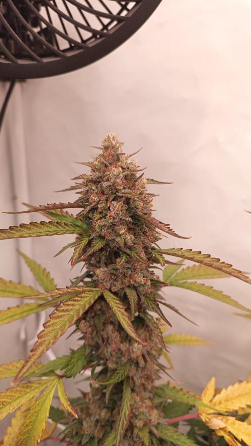 BJP OG KUSH. Week 10