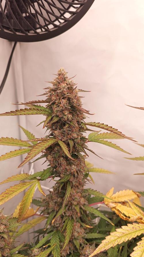 BJP OG KUSH. Week 10