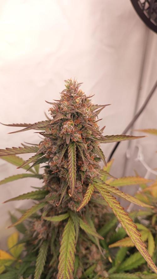 BJP OG KUSH. Week 10