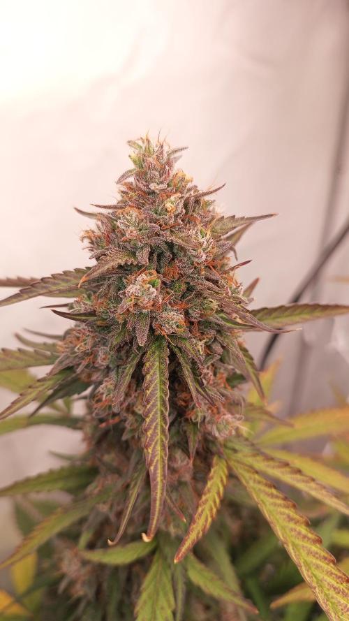 BJP OG KUSH. Week 10